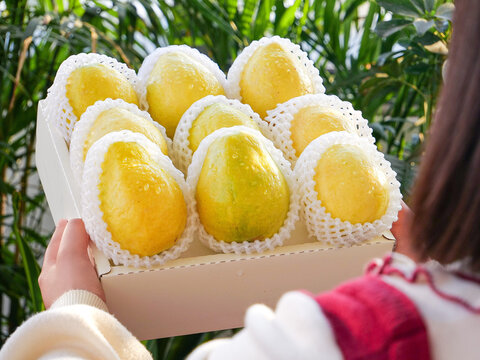 Fresh Yellow Guava Fruits in Soft Protective Packaging Gift Box with Tropical Background