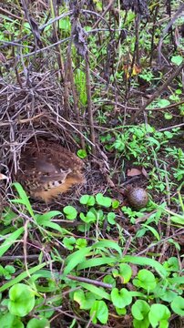 Mother Bird Hatching Eggs in Natural