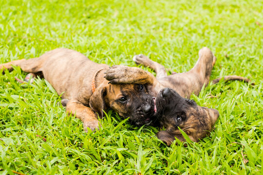 Two cute playful brindle puppies lying and wrestling together on green grass lawn in park during bright sunny day for pet care and adoption concept
