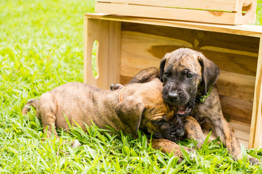 Two cute playful brindle puppies lying and wrestling together on green grass lawn in park during bright sunny day for pet care and adoption concept
