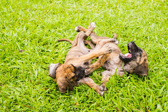 Two cute playful brindle puppies lying and wrestling together on green grass lawn in park during bright sunny day for pet care and adoption concept