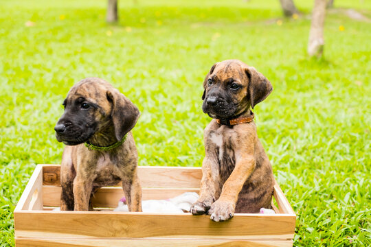 Two cute playful brindle puppies lying and wrestling together on green grass lawn in park during bright sunny day for pet care and adoption concept