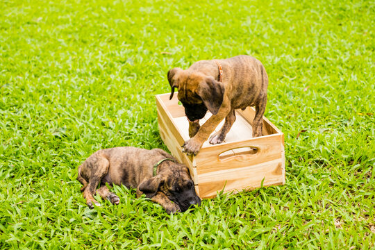 Two cute playful brindle puppies lying and wrestling together on green grass lawn in park during bright sunny day for pet care and adoption concept