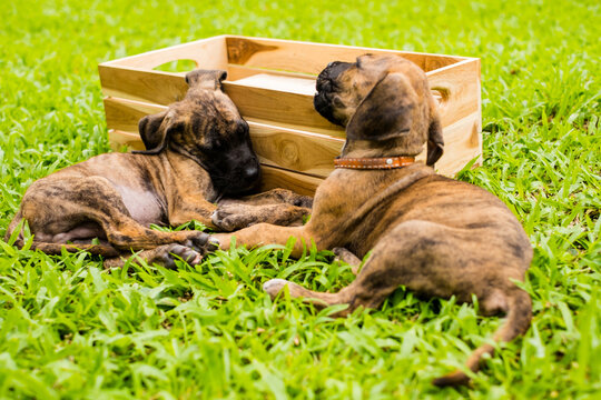 Two cute playful brindle puppies lying and wrestling together on green grass lawn in park during bright sunny day for pet care and adoption concept