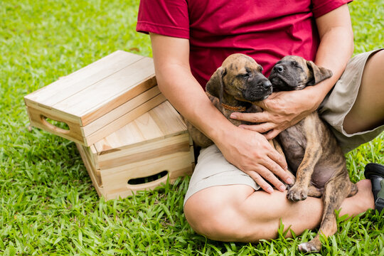 Man hugging two cute brindle puppies on green grass lawn in park with wooden crate during sunny day for pet adoption and care concept