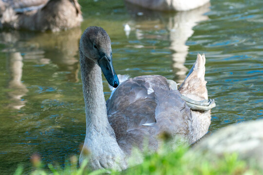 Juvenile Mute Swan Showing Natural Grooming Behavior