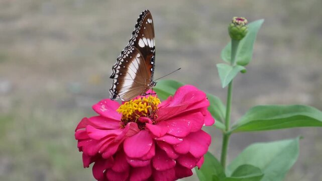 A close up cinematic slow motion clip of a butterfly perched on a vibrant pink zinnia flower moving its wings in nature.