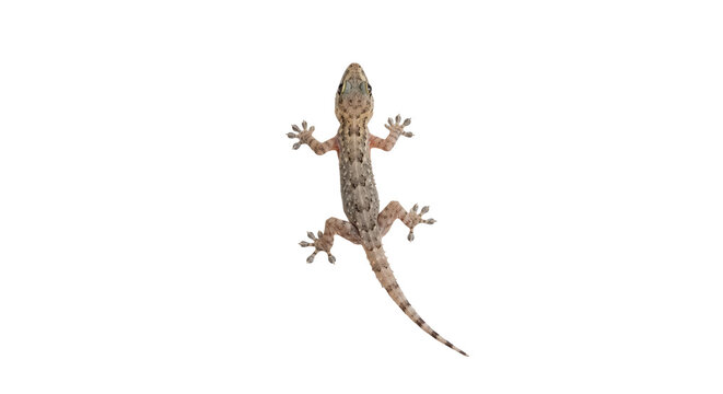 lizard isolated on transparent background, PNG