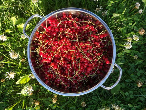 Frisch gepfl&uuml;ckte Johannisbeeren in einer runden Schale auf gr&uuml;nem Gras im Sommer in einem Garten in Oerlinghausen Vorm Obernberge bei Bielefeld im Teutoburger Wald in Ostwestfalen-Lippe