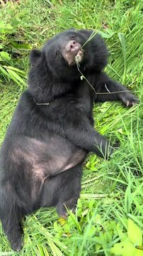 Black Bear Lying on Grass Eating