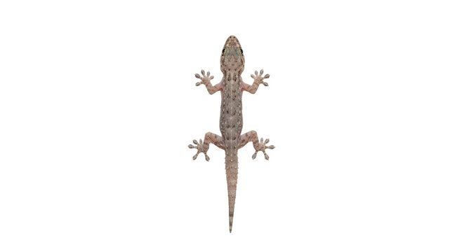 lizard isolated on transparent background, PNG