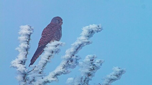 Common Kestrel actively hunting at a frosty woodland edge in winter, Germany, male bird of prey searching for survival, 4K