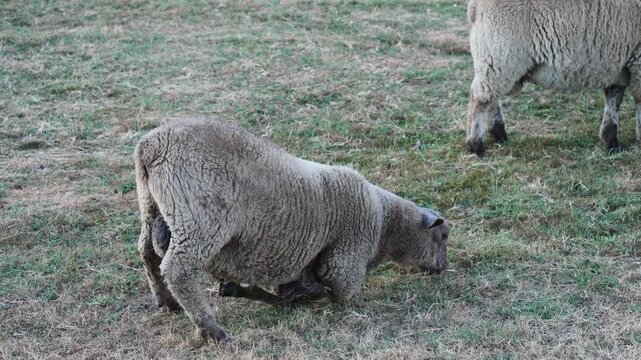 Sheep kneeling on its front legs to graze in a grassy field.