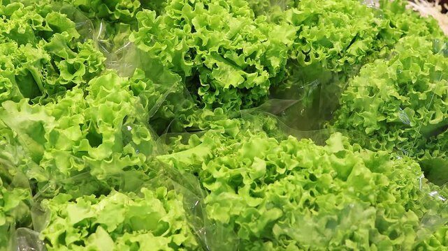 Fresh green leaf lettuce in plastic packaging at supermarket produce section, close-up panoramic view. Healthy grocery vegetables, ready to buy salad, food freshness concept.