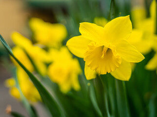 Fototapeta premium Close-up of yellow daffodil flower blooming in sunny spring garden.
