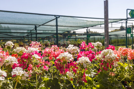 Rows of blooming geraniums under protective netting