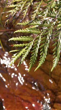 Green Fern Frond Over Sparkling River Water and Rocks