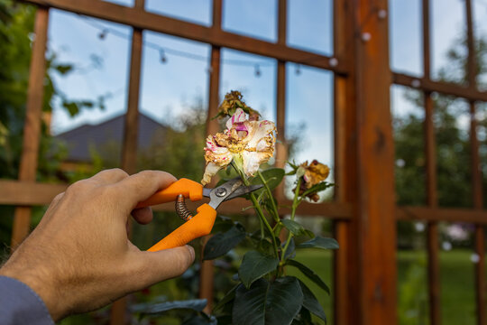Gardener removes faded rose flower using hand pruners near wooden structure