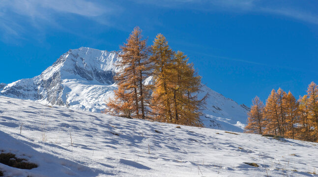 golden larch trees  in autumn in snowy mountain under blue sky.Scenic nature with Mont pourri glacier background