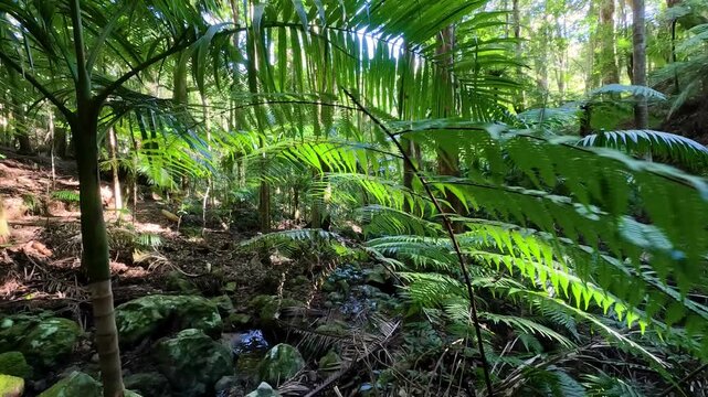 Lush Green Fern Fronds in Subtropical Australian Rainforest