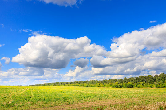 Sunlit meadow with blooming yellow flowers and distant green forest