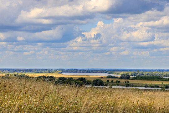 Open field with tall grasses swaying under cloudy sky