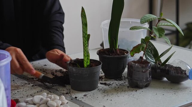 ASMR gardening video of planting green snake plant in black pot using small trowel and hands