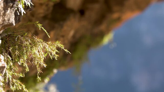Close Up of Native Plants Growing on Sandstone Cliff Face