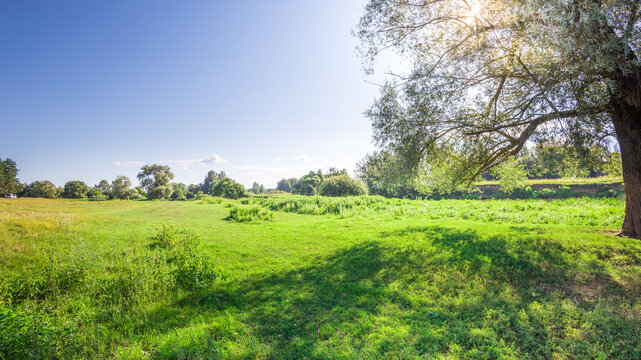 Sunlit meadow glows beneath clear blue sky