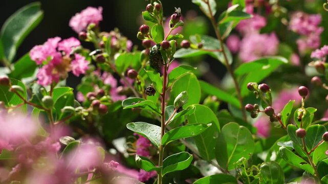 Iridescent Beetle Clinging to a Crape Myrtle Stem with Pink Blooms Blurred (4K)