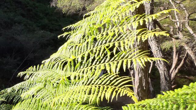 Sunlit Fern Fronds in Temperate Rainforest Landscape