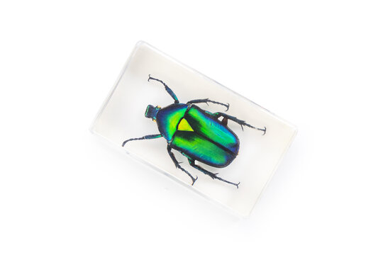 Real green metallic beetle preserved in clear acrylic resin block isolated on white background