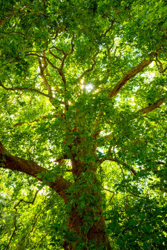 Majestic old London plane tree (Platanus &times; hispanica) with a vast green canopy and spreading branches in the historic parkland of Holkham Hall, Norfolk, England.