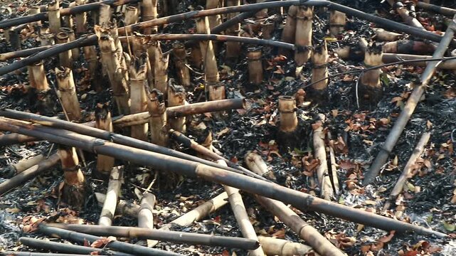 Charred bamboo stalks remaining after a forest fire in the countryside.
