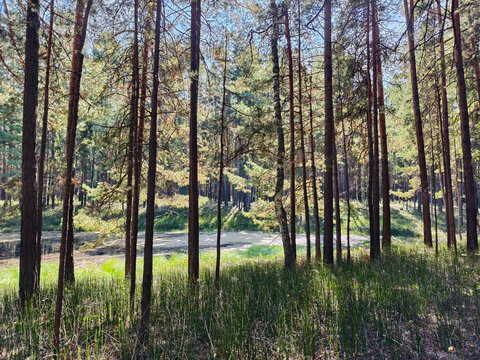 Swampy lake in pine forest. Rough Horsetail thickets on the shore of a forest lake.