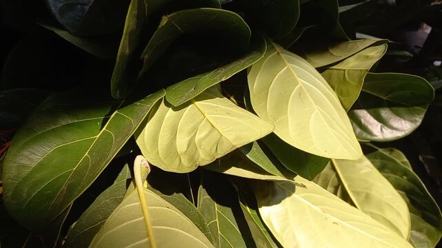close up of green leaves at summer