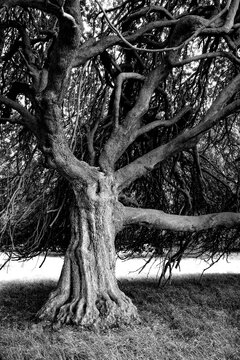 Dramatic black and white portrait of an ancient deciduous tree with a massive trunk and wildly twisted branches in the historic parkland of Holkham Hall, Norfolk, England.