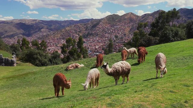 City of Cuzco Cusco feeding alpaca llamas wildlife animals Saqsaywaman Inca temple Peru cityscape landscape rainy season sunny afternoon blue sky Peruvian Andes Anta Province Plaza de Armas static