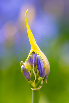 Close-up of an African Lily (Agapanthus) flower bud beginning to open in Holkham Gardens, Norfolk, England, with purple-blue petals and a soft colourful bokeh background.