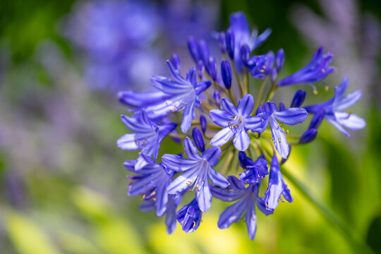 Close-up of a blue African Lily (Agapanthus) in full bloom in Holkham Gardens, Norfolk, England, with delicate trumpet-shaped flowers and a softly blurred natural background.