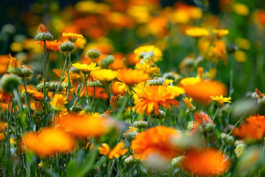 Orange and yellow Pot Marigold (Calendula officinalis) blooming in Holkham Gardens at Holkham Hall, Norfolk, England, photographed with selective focus and soft natural bokeh.