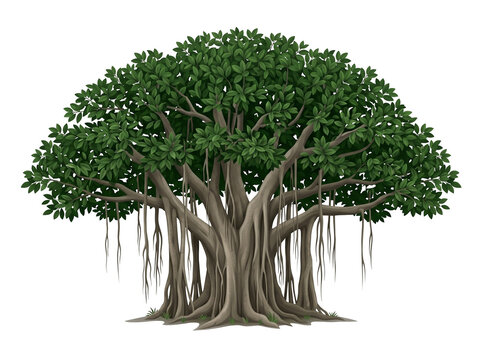 Isolated Banyan Tree with Aerial Roots and Multi-Trunk Structure 3D Style Flat Vector Illustration on White