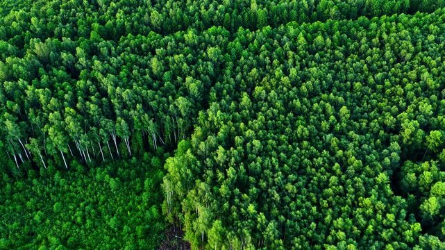 Top-down aerial view of a vibrant green forest next to a plot of land with deforestation