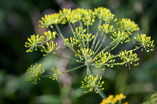Yellow dill flower umbel in garden
