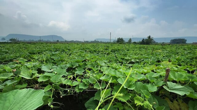 Wide view of an extensive bottle gourd plantation with dense vines covering the agricultural landscape and thriving under open skies