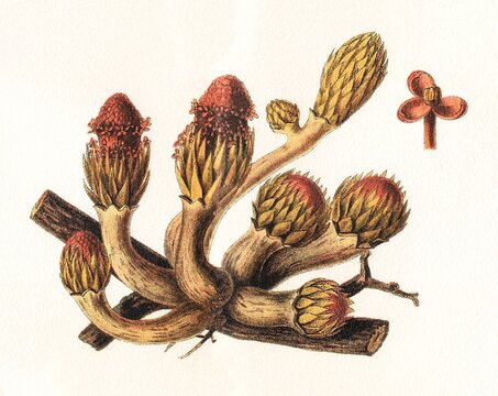 Langsdorffia hypogaea stems with unopened flower buds and detailed single cross-section, old vintage illustration, 1897.
