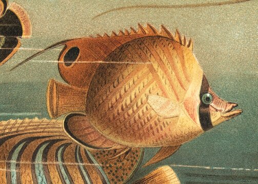 Bannerfish (Chaetodon setifer) with vivid striped patterns and detailed fins, old vintage illustration, 1897.