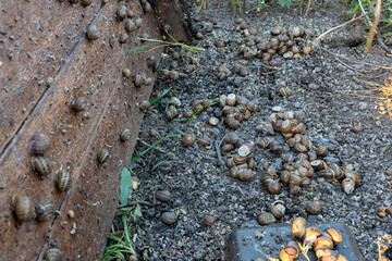 Dozens of terrestrial gastropods with shells are clustering together on damp surface next to vertical timber construction during outdoor cultivation process. © Pasha