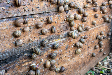 Numerous live terrestrial gastropods with shells are clustering on wet vertical timber planks during open air breeding process inside specialized agricultural complex. © Pasha