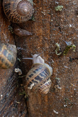 Specialized industrial facility focuses on breeding live terrestrial gastropods with spiral shells for high quality protein food market distribution. © Pasha